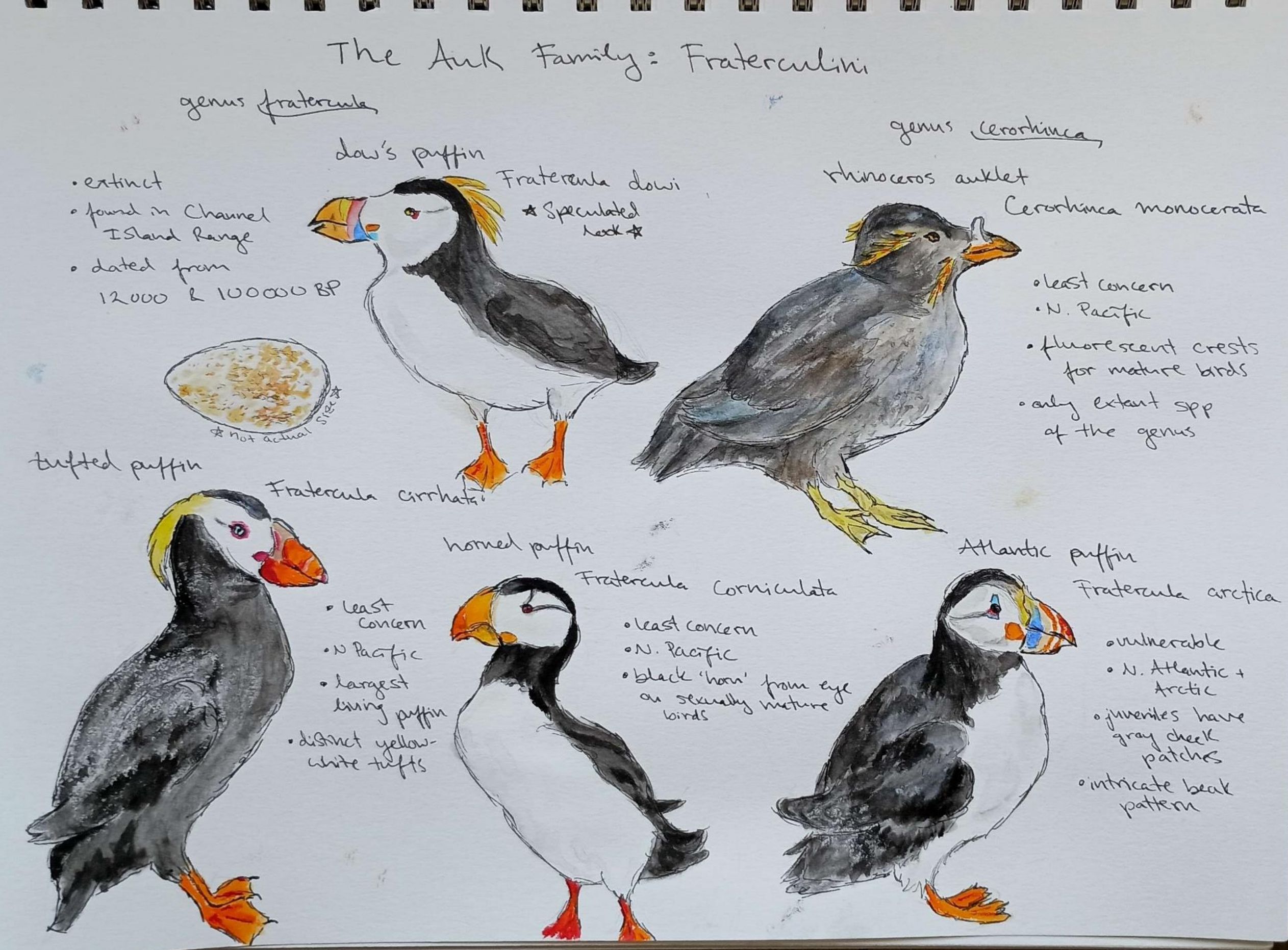 Puffin Family Auk Fraterculini Study Spread-Watercolor and Pen
